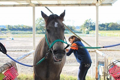 馬と素敵なコミュニケーション