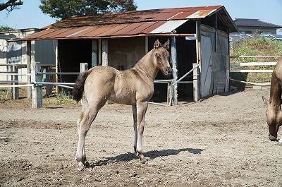 乗用馬の自家生産