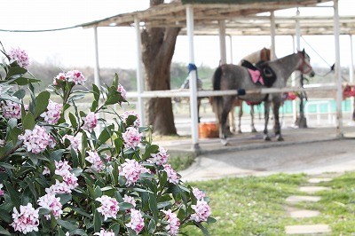 乗馬クラブウィッシュの沈丁花