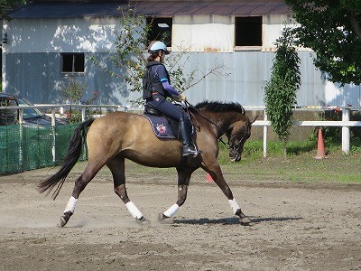 馬と力