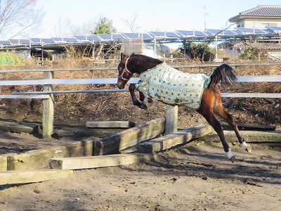 馬の自由な飛越