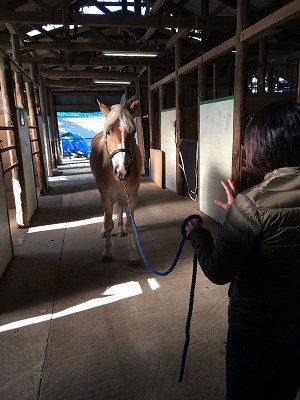 乗馬初心者コースで馬とのコミュニケーション方法レッスン