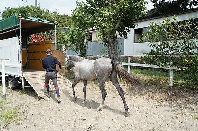 馬の育成調教預託受付中