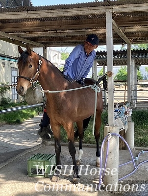 馬の馴致