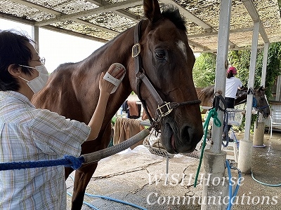 リラックスできる乗馬