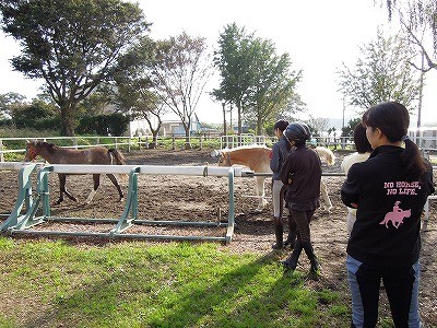 素晴らしい馬で素敵な体験乗馬を