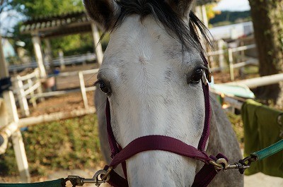 馬が見ている世界