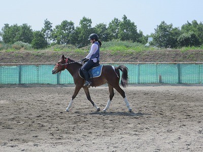 新馬調教　速歩で人を乗せる