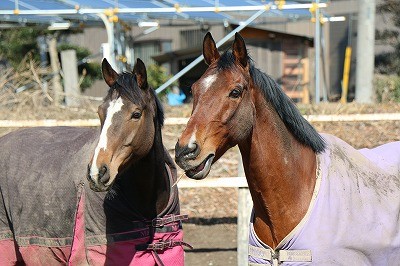 楽しそうに遊ぶ馬達