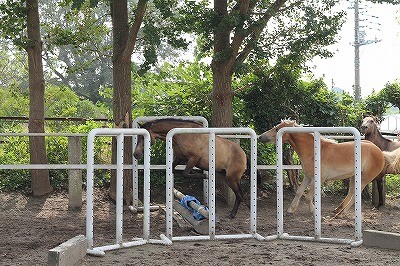 放牧中に自分で障害を飛んで遊ぶ馬アル