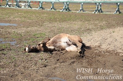 馬の幸せの砂浴び