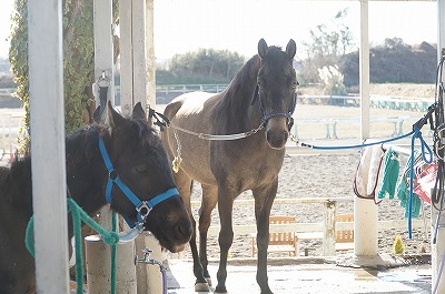馬の気持ち良い顔と見守る愛