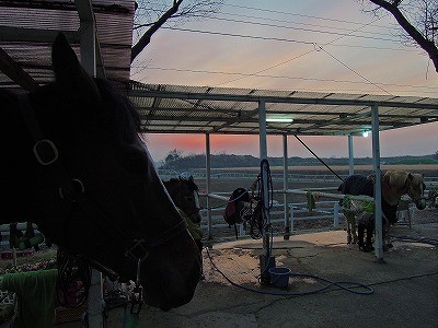 夕焼けの乗馬クラブ