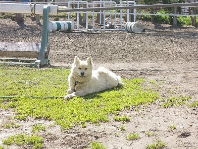 乗馬クラブのマスコット犬ナナちゃんです