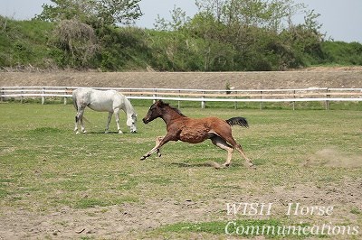 元気な子馬