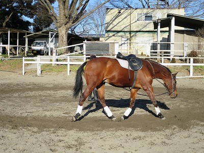 調馬索で馬とダンス