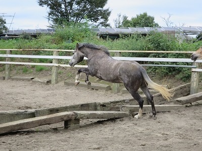 馬の自由飛越