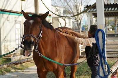 上手な馬の手入れ