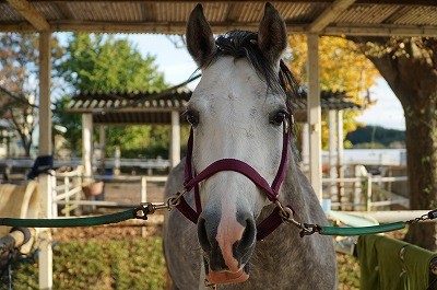 馬が見ている世界