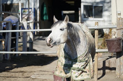 自分が本当のホースマンであるかどうか