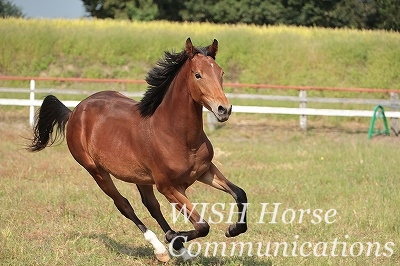 馬を大切にする乗馬クラブ