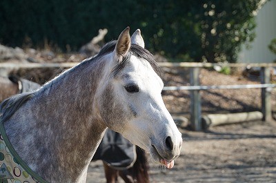 馬が認めてくれた時の表情