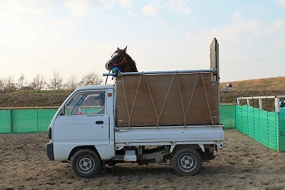 馬運車でぶい～ん