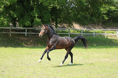 馬の幸せと馬術上達の両立を目指す