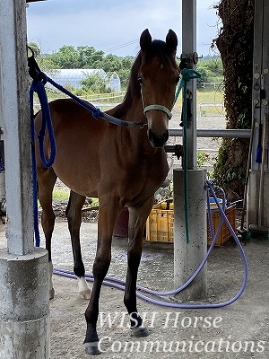 よく調教された馬