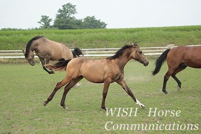 バネのある乗馬