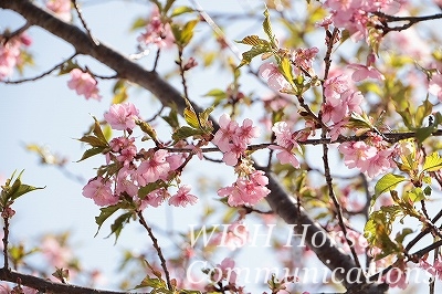 河津桜