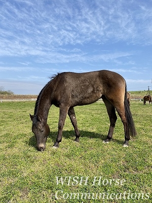 青空と草原と馬