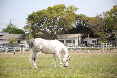 ウィッシュホースコミュニケーションズ