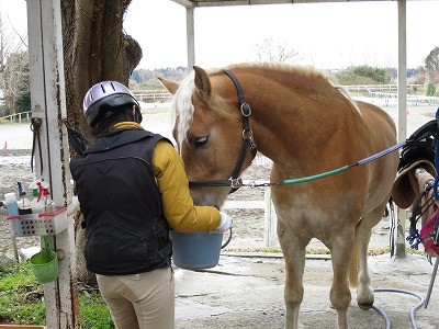 馬と話ができますように