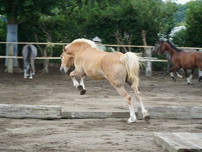 よく調教された馬達