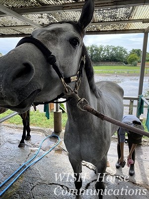 性格の良い馬達