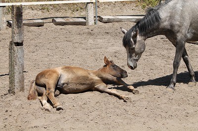 馬との接し方