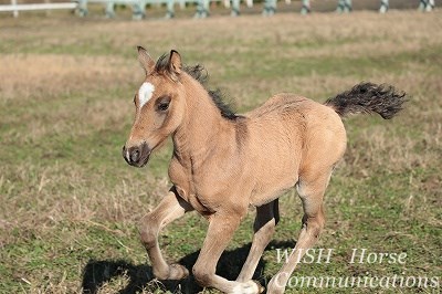 ハイパフォーマンスの乗用馬をつくる