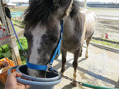 美味しそうに水を飲む馬