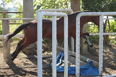 馬の自由飛越