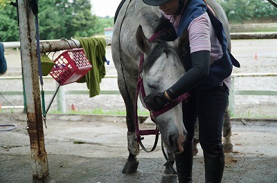 馬とラポールを築く