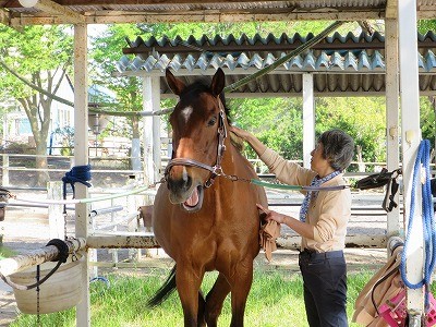 上手な馬の手入れ
