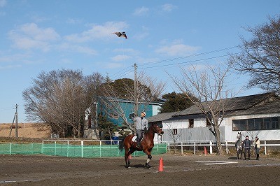 馬と凧揚げ