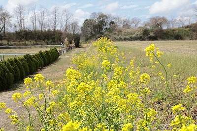 春の牧場