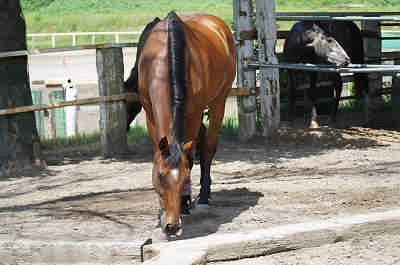 幸せな馬の育て方