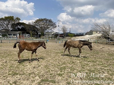 仲良し乗馬