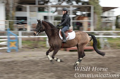 乗馬で馬とひとつになって駈ける