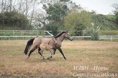 お馬の親子は仲良しこよし