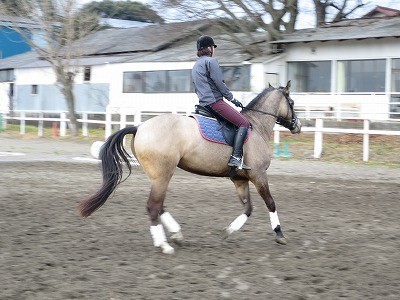 調馬索での馬とコミュニケーションを騎乗に役立てる