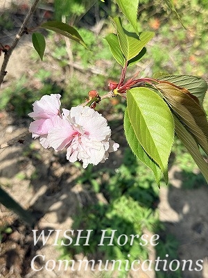 八重桜
